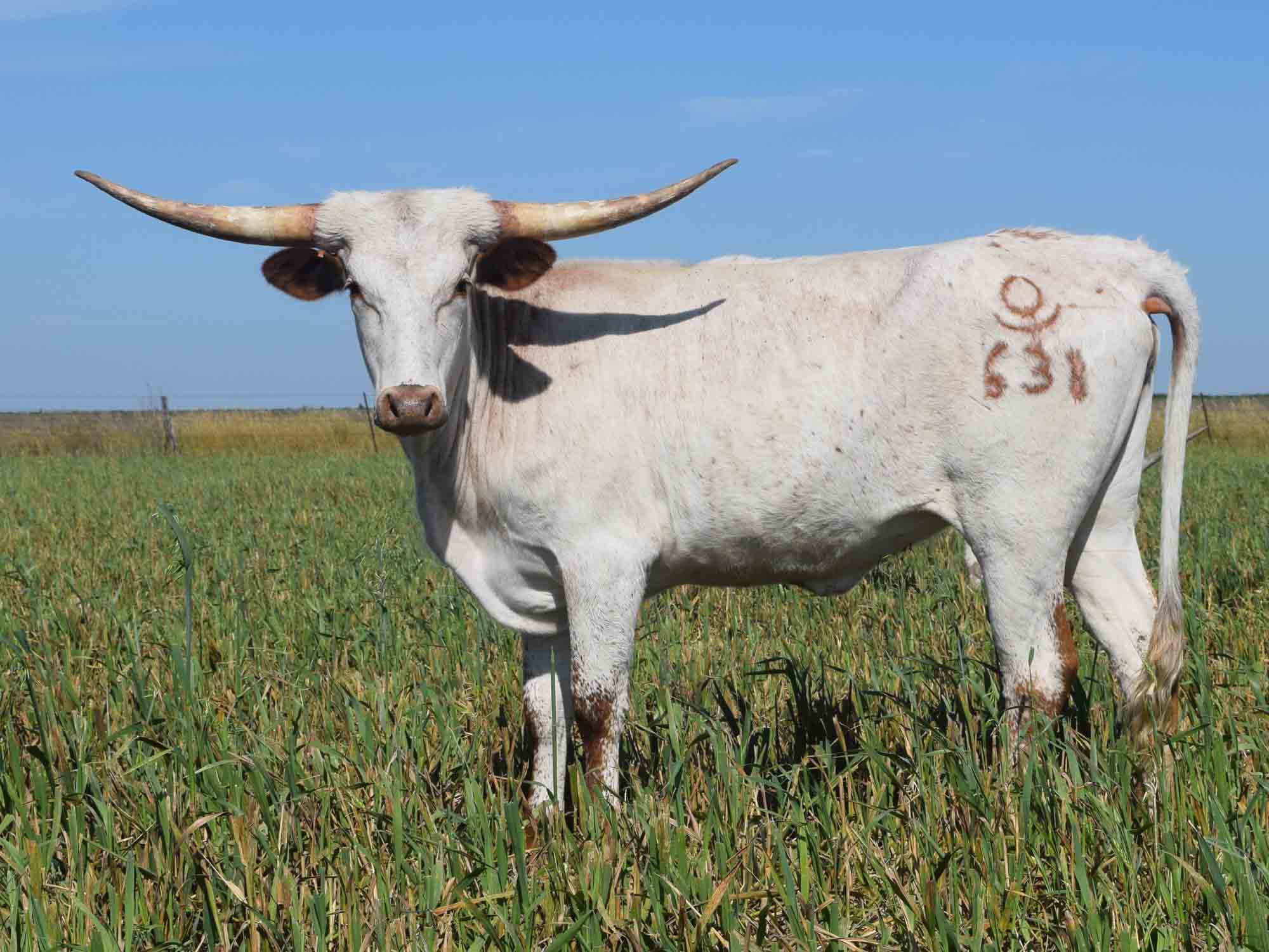 fae wide calf